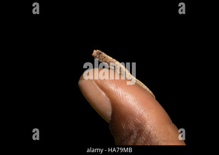 Petit caméléon Brookesia micra (Brookesia minima)sur les droits de l'pouce, plus petit caméléon et parmi les plus petits reptiles du monde. Antsiranana Pro Banque D'Images