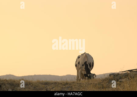 Beau moment d'une vache saine Mange de l'herbe et du foin dans le pays. Banque D'Images