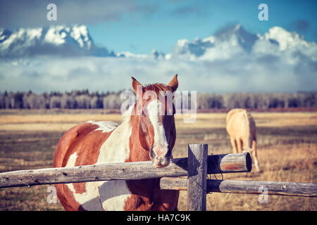 Vintage photo aux couleurs d'un cheval alezan avec montagnes en arrière-plan de Grand Teton, Wyoming, États-Unis. Banque D'Images