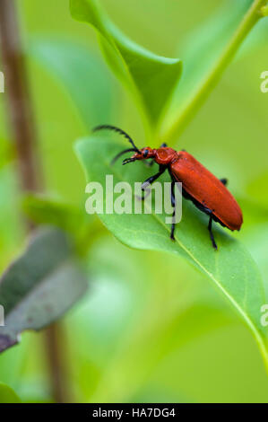 Le cardinal beetle Banque D'Images