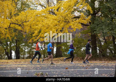 Les coureurs obtenir bon exercice parmi les feuilles de l'automne brillant Gingko Arbres dans Prospect Park, Brooklyn, New York. Banque D'Images