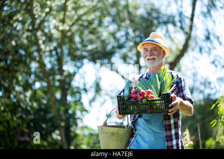 Senior man holding cageot de légumes frais au jardin Banque D'Images