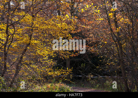 La couleur en automne dans la forêt d'Epping par Strawberry Hill Pond Banque D'Images