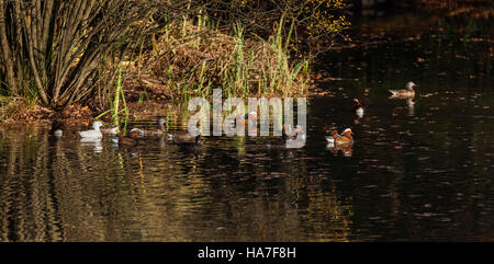 Le Canard Mandarin mâle et femelle Strawberry Hill Pond dans la forêt d'Epping Banque D'Images