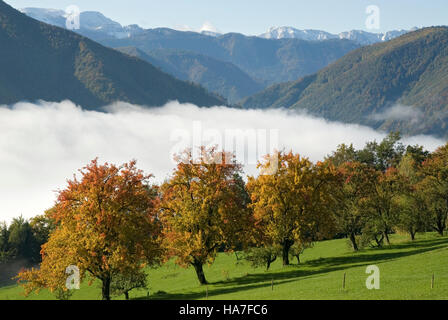 Brouillard dans la Parc National de Kalkalpen, Haute Autriche, Europe Banque D'Images