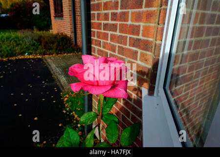 ROSE TOUJOURS EN PLEINE floraison d'octobre. Banque D'Images