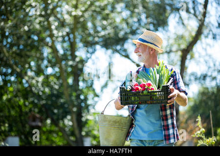 Senior man holding cageot de légumes frais au jardin Banque D'Images