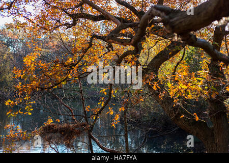 Automne Couleur autour de Strawberry Hill Pond dans la forêt d'Epping Banque D'Images