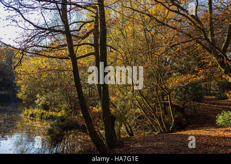 Automne Couleur autour de Strawberry Hill Pond dans la forêt d'Epping Banque D'Images