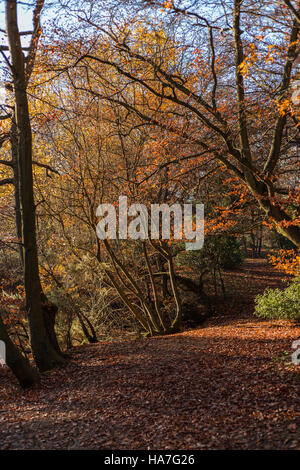 La couleur en automne dans la forêt d'Epping avec sentier parsemé de feuilles Banque D'Images