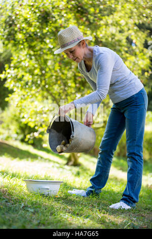 Senior woman putting pommes dans un bol de la benne dans le jardin Banque D'Images