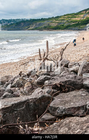 Les chasseurs de fossiles examiner les gros cailloux trouvés sur le rivage de la plage de l'ouest le long de la base du glissement actif Black Ven Banque D'Images