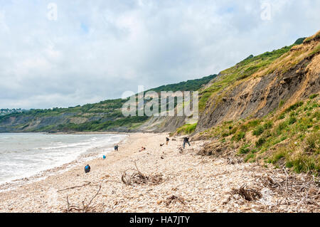 Les chasseurs de fossiles examiner les gros cailloux trouvés sur le rivage de la plage de l'ouest le long de la base du glissement actif Black Ven Banque D'Images