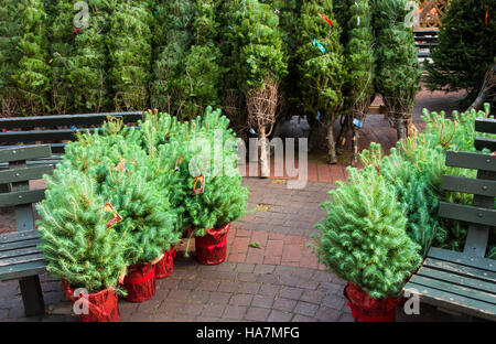 Petite pierre pin (Pinus pinea) Arbres de Noël en pots rouges et de Sapins Fraser (arbies fraseri) Comité permanent et enveloppé Banque D'Images