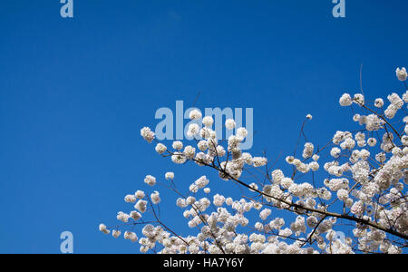 Les Cherry Blossom Clouds du Tidal Basin à Washington, D.C. dépeignent la beauté du printemps alors que les cerisiers fleurissent autour de l'eau. La vue souligne la transformation saisonnière et l'importance de préserver ces monuments nationaux. Banque D'Images