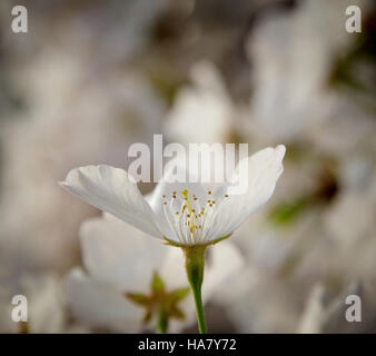 Cette image capture la beauté des cerisiers en fleurs en pleine floraison au Tidal Basin à Washington, D.C. L'événement annuel attire des visiteurs du monde entier pour assister au spectacle naturel, qui symbolise l'arrivée du printemps et met en évidence la relation entre les parcs urbains et la nature. Banque D'Images