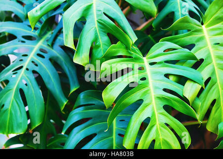 Feuille de monstera vert. Les feuilles luxuriantes vert vif. Profondeur de champ. Focus sélectif. Banque D'Images