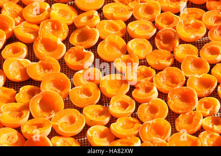 Abricots séchant sur rack Banque D'Images