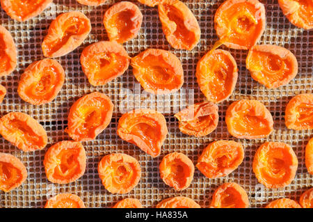 Abricots séchant sur rack Banque D'Images