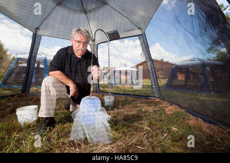 Un entomologiste de l'USDA mène des recherches sur les mouches, en utilisant des méthodes scientifiques pour étudier les espèces et leurs rôles dans les écosystèmes des parcs nationaux des États-Unis. Banque D'Images