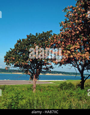 Une cigale est photographiée dans son habitat naturel, montrant ses ailes complexes. Les cigales sont connues pour leurs appels bruyants et jouent un rôle écologique important dans l'écosystème du parc. Banque D'Images