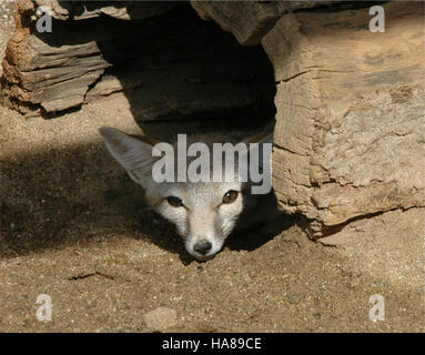 Usfwsendsp disparition 5038889731 kit San Joaquin fox (Vulpes macrotis mutica) Banque D'Images