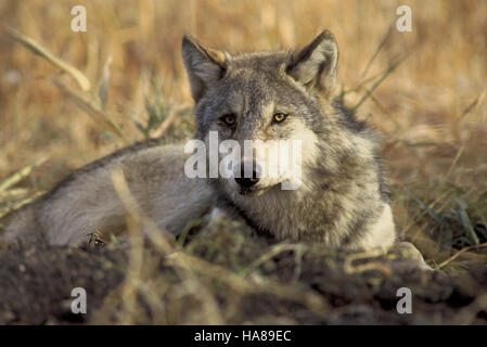 Le loup gris (Canis lupus), inscrit sur la liste des espèces en voie de disparition, continue d’être un point central des efforts de conservation aux États-Unis pour protéger cette espèce emblématique et son habitat naturel. Banque D'Images