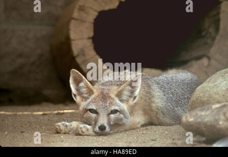 Usfwsendsp disparition 5039511814 kit San Joaquin fox (Vulpes macrotis mutica) Banque D'Images