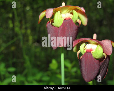 Usfwsendsp montagne 5099019639 sweet sarracénie Sarracenia rubra (jonesii) Banque D'Images