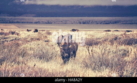 Tons rétro troupeau de bison d'Amérique (Bison bison) le pâturage dans le Parc National de Grand Teton, Wyoming, États-Unis. Banque D'Images