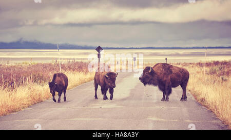 Tons Vintage American bison (Bison bison) crossing Road à Grand Teton National Park, Wyoming, USA. Banque D'Images