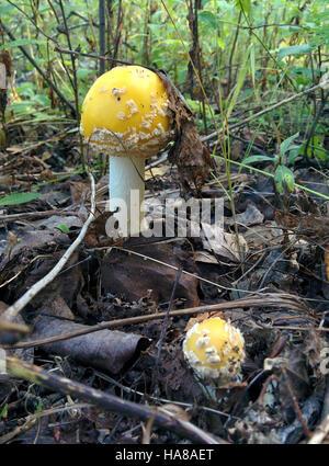 Une photo d'Amanita muscaria, également connu sous le nom de champignon agarique à la mouche, trouvé dans un parc national. Ce champignon emblématique se distingue par sa calotte rouge avec des taches blanches, souvent associées au folklore et à la prudence en raison de ses propriétés toxiques. Banque D'Images