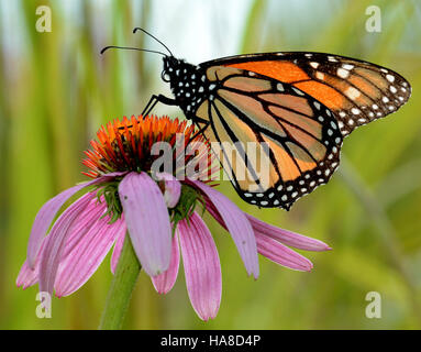 Usfwsmidwest 21274543485 Papillon monarque sur l'échinacée au Michigan Banque D'Images