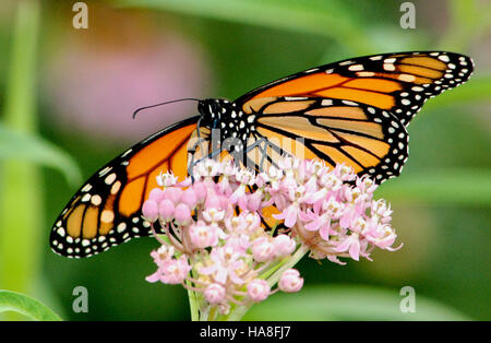 Cette image capture un papillon monarque reposant sur l'aspersion marécageuse, soulignant la relation importante entre les pollinisateurs et les plantes indigènes. Les papillons monarques dépendent de l'aspersion pour se nourrir et se reproduire pendant leur migration. Banque D'Images