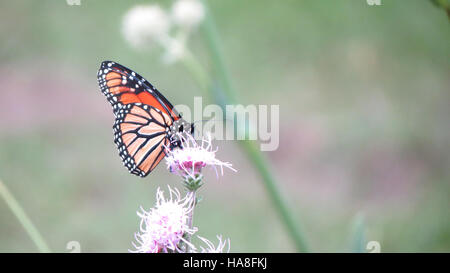 Photographie d'un papillon monarque reposant sur un rocher dans le Minnesota, entouré d'autres papillons monarques. L'image capture la beauté et la migration de ces papillons lors de leur mouvement saisonnier. Banque D'Images