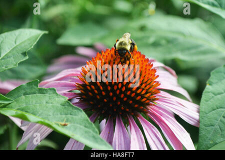 Cette image met en valeur une abeille pollinisatrice, essentielle à la santé de l’écosystème et à la biodiversité. L'abeille est capturée en action, collectant le nectar et facilitant la pollinisation de diverses espèces végétales. Banque D'Images