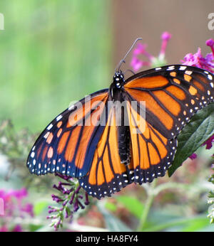 Le papillon monarque, connu pour ses remarquables modes de migration ...