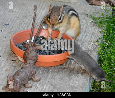 Cette image montre un tchoumunk de l'est et une musaraignée à queue courte, deux espèces que l'on trouve couramment dans les parcs nationaux. Il souligne la biodiversité de ces habitats et l'importance des efforts de conservation de la faune. Banque D'Images