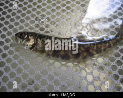 Le marquage de masse des poissons est une technique utilisée pour suivre les populations et soutenir les efforts de conservation dans les parcs nationaux et les refuges fauniques à travers les États-Unis Banque D'Images