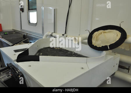 Le marquage de masse est une technique de conservation utilisée par le U.S. Fish and Wildlife Service pour suivre et surveiller les populations fauniques, contribuant ainsi à la protection et à la gestion des espèces dans les parcs nationaux. Banque D'Images