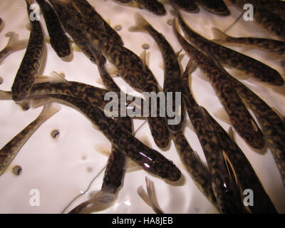 Le marquage de masse est une technique de gestion de la faune utilisée dans les parcs nationaux pour suivre et étudier les populations animales. Cette pratique aide à surveiller la santé et les déplacements des espèces, contribuant ainsi à des stratégies de conservation efficaces. Banque D'Images