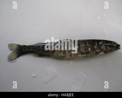 Le marquage de masse est une méthode utilisée par les organismes de gestion de la faune pour suivre et surveiller les populations de poissons dans les parcs nationaux. Cette technique aide à comprendre les schémas de migration, à assurer la protection des espèces et à promouvoir l'équilibre écologique. Banque D'Images