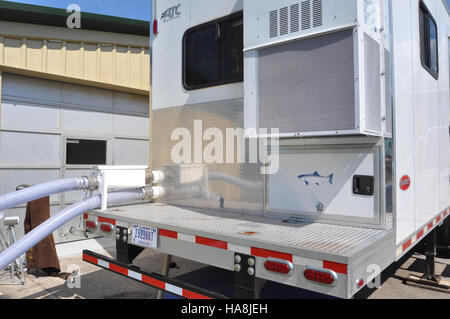 Le marquage de masse des espèces de poissons est présenté dans cette image, une technique utilisée dans la gestion de la faune pour suivre et surveiller les espèces aquatiques dans les parcs nationaux et les bassins hydrographiques protégés. Banque D'Images