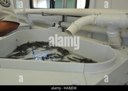 Le marquage de masse est une technique utilisée dans la gestion des pêches pour suivre les populations de poissons et assurer des pratiques durables. Cette méthode aide les scientifiques à surveiller les stocks de poissons à des fins de conservation. Banque D'Images