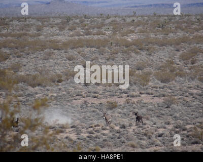 Cette photographie capture la cueillette de burros sauvages dans la zone de gestion du troupeau de grenouilles (HMA) au Nevada. L'événement a été organisé par le Bureau of Land Management (BLM) pour gérer la population sauvage de burro. L'image montre les animaux étant arrondis pour le transport pendant le premier jour de l'opération. Banque D'Images
