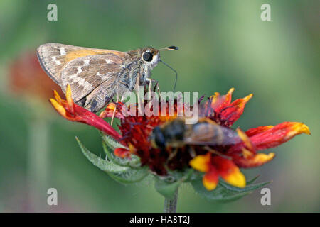 Usfwsmtnprairie 14725477672 Skipper de marque commun Banque D'Images