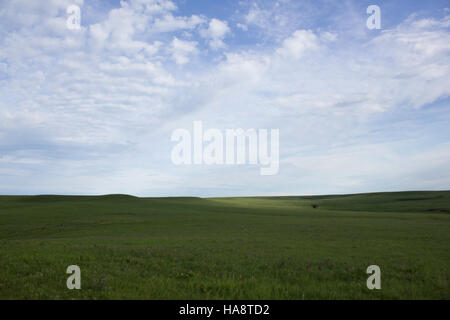 Usfwsmtnprairie 14899319125 arbre isolé dans le Kansas, Flint Hills Banque D'Images