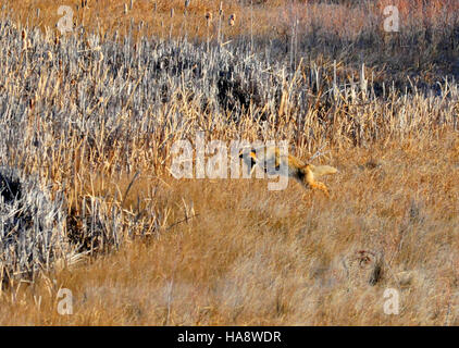 Au Seedskadee National Wildlife refuge, on observe des coyotes chassant des campagnols de prairie, montrant la dynamique prédateur-proie au sein de l'écosystème du parc. Le refuge soutient la conservation de la faune et la recherche scientifique. Banque D'Images