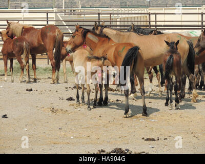 Le Bureau of Land Management (BLM) organise le rassemblement de chevaux sauvages de Desatoya, où les juments et les poulains sont rassemblés à des fins de conservation dans les terres publiques du Nevada, assurant ainsi la durabilité des populations de chevaux sauvages. Banque D'Images