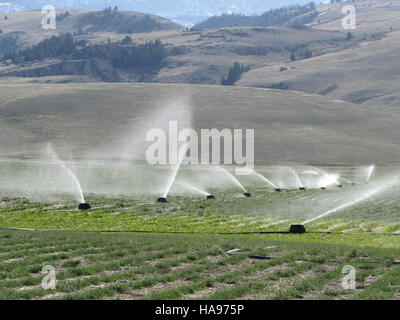 Le système d'irrigation K-Line est conçu pour distribuer efficacement l'eau sur les terres agricoles. Cette image illustre le système en fonctionnement, en mettant l'accent sur sa structure et sa fonctionnalité dans le maintien de l'irrigation sur de grandes surfaces agricoles. Banque D'Images